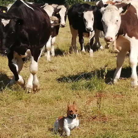 Grey Gables فندق مبيت وإفطار