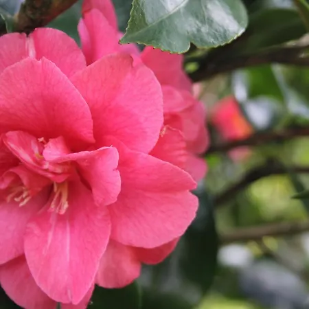 Grey Gables 3* Innishannon