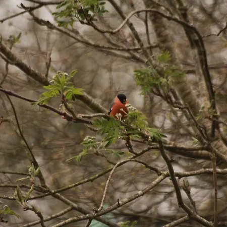 فندق مبيت وإفطار Grey Gables